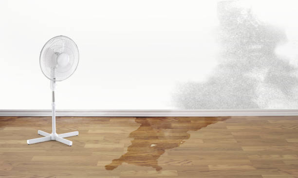 Best Water damage contractors near me  in Ravenna, NE